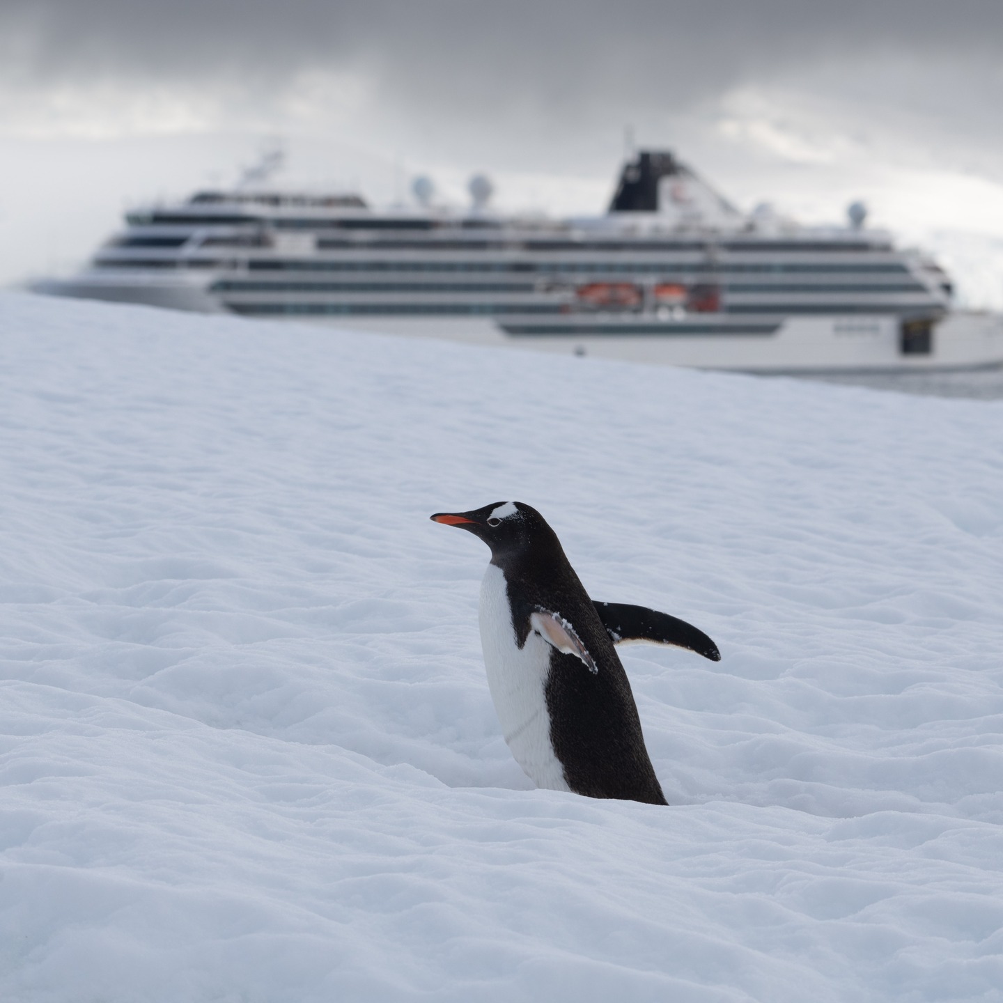 Planning ahead can actually pay off 👀Viking is offering up to $200 in shipboard credit per stateroom on 2026 cruises booked by January 31 — river, ocean, and expedition sailings included.If a Viking cruise has been on your “one day” list, this is a solid reason to start looking now. The popular itineraries don’t stick around long.DM me if you want to talk through which routes might make sense for you. 🚢✨