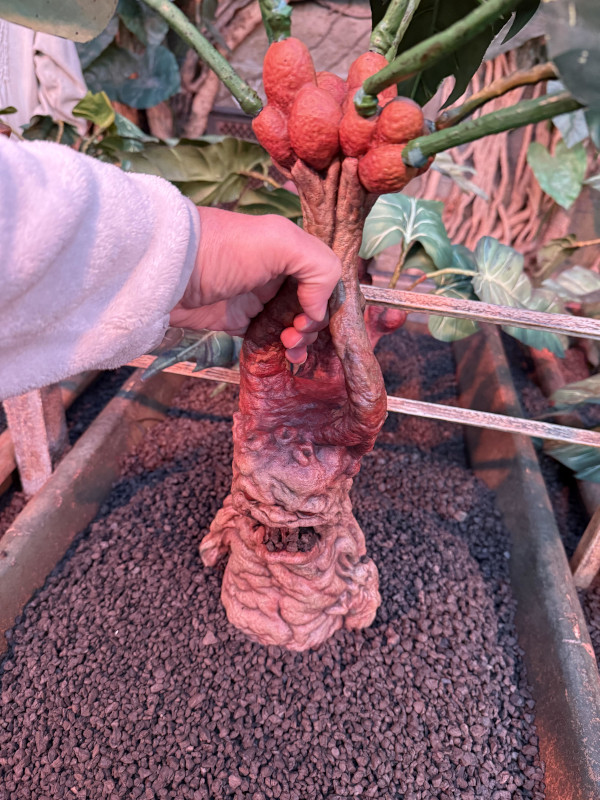 Mandrake from Chamber of Secrets